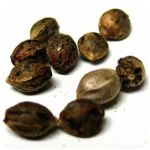 Семена марихуаны АК-47  (Seeds AK-47) в Юрьев-Польском